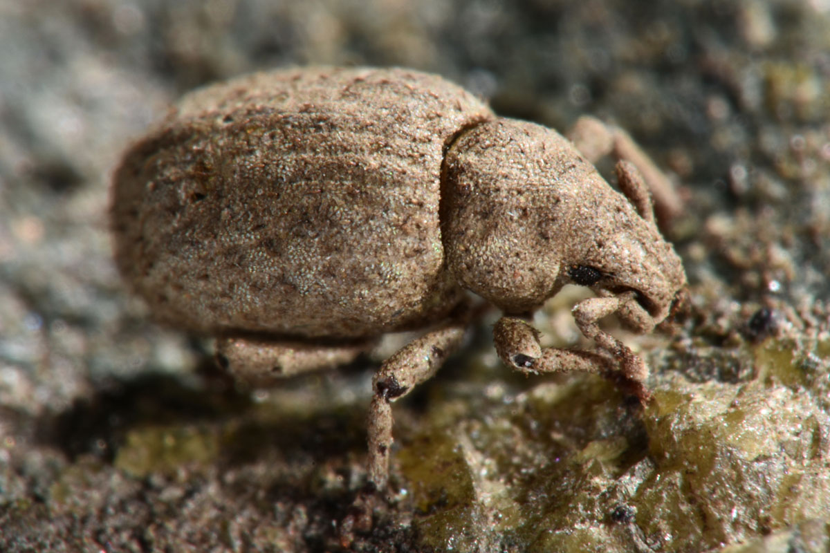 Curculionidae: Romualdius angustisetulus?   S !